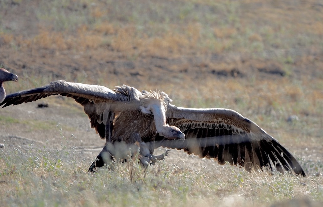 Griffon vulture